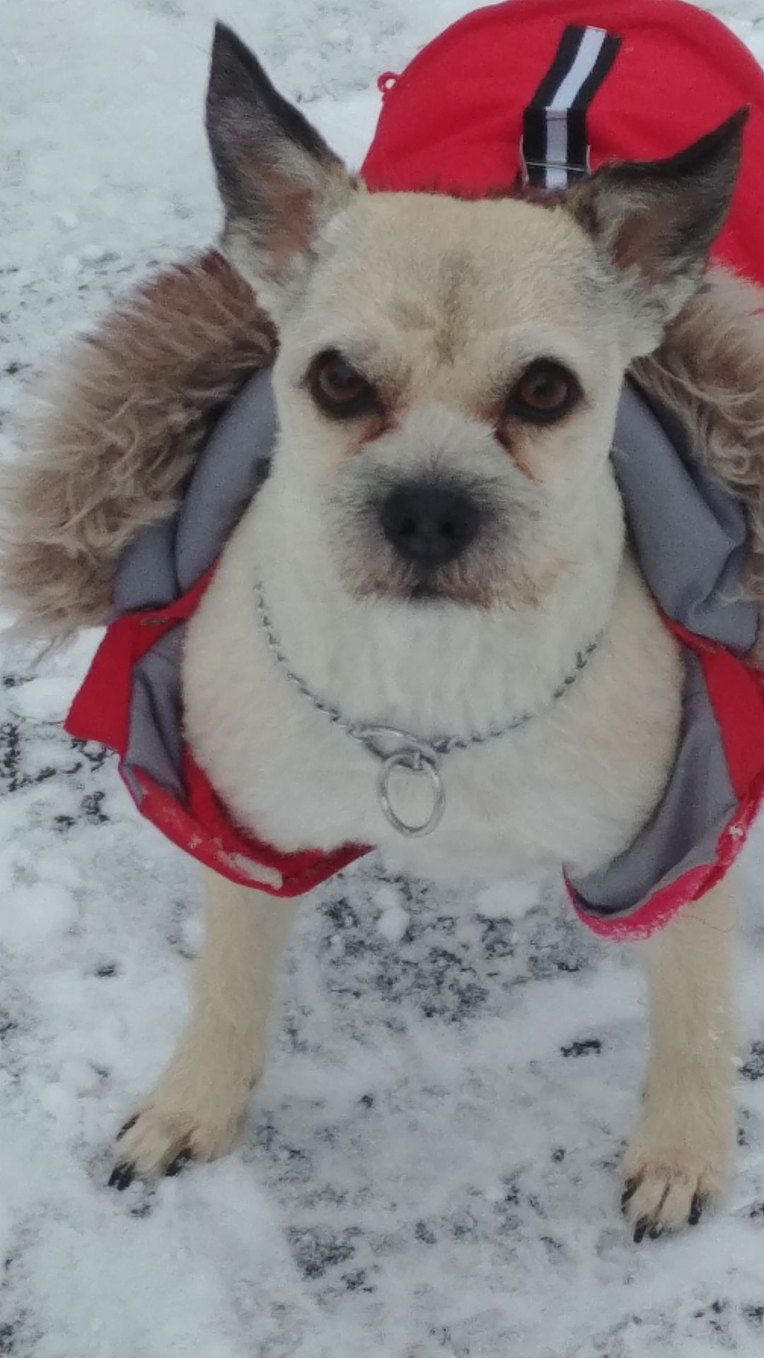 The Times Cutest Pets of Winter 2018